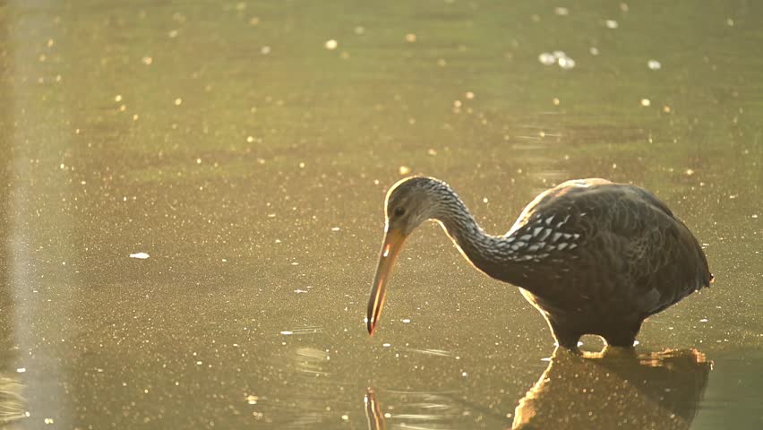Limpkin (Aramus guarauna), a beautiful Limpkin (Aramus guarauna) in its natural habitat, a beautiful and calm lake at sunrise in Brazil, 4k slow motion video.