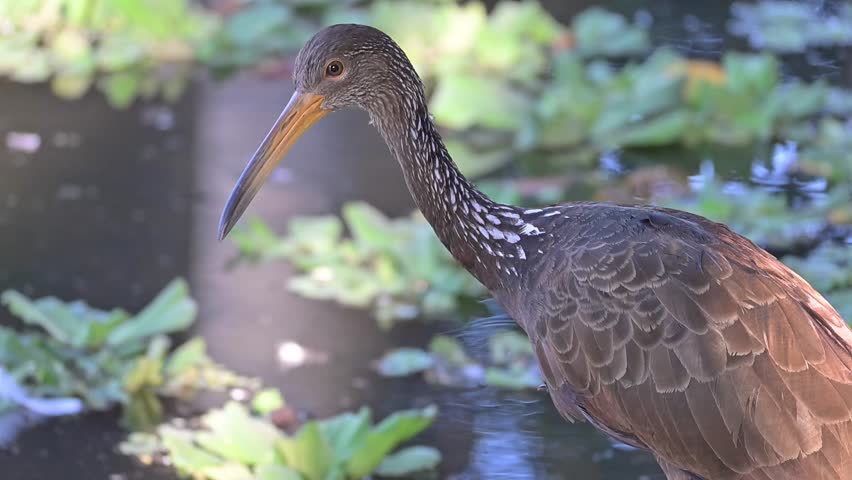 Limpkin (Aramus guarauna), a beautiful Limpkin (Aramus guarauna) in its natural habitat, a beautiful and calm lake at sunrise in Brazil, 4k slow motion video.