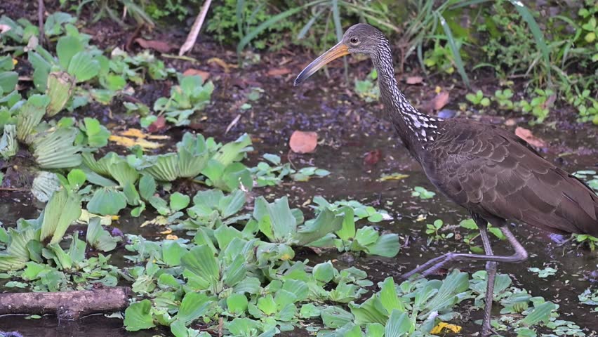 Limpkin (Aramus guarauna), a beautiful Limpkin (Aramus guarauna) in its natural habitat, a beautiful and calm lake at sunrise in Brazil, 4k slow motion video.