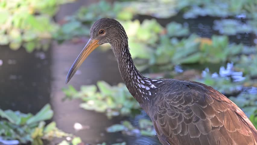 Limpkin (Aramus guarauna), a beautiful Limpkin (Aramus guarauna) in its natural habitat, a beautiful and calm lake at sunrise in Brazil, 4k slow motion video.