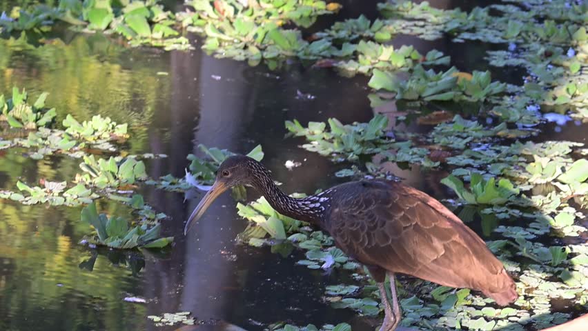 Limpkin (Aramus guarauna), a beautiful Limpkin (Aramus guarauna) in its natural habitat, a beautiful and calm lake at sunrise in Brazil, 4k slow motion video.