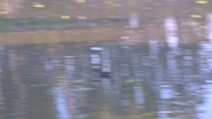 Limpkin (Aramus guarauna), a beautiful Limpkin (Aramus guarauna) in its natural habitat, a beautiful and calm lake at sunrise in Brazil, 4k slow motion video.