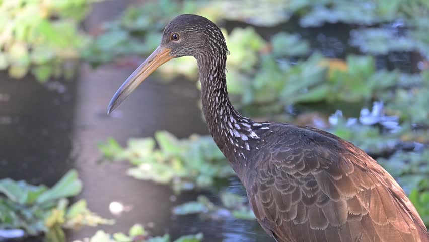 Limpkin (Aramus guarauna), a beautiful Limpkin (Aramus guarauna) in its natural habitat, a beautiful and calm lake at sunrise in Brazil, 4k slow motion video.