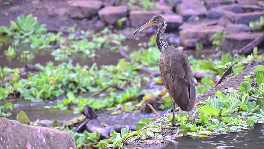 Limpkin (Aramus guarauna), a beautiful Limpkin (Aramus guarauna) in its natural habitat, a beautiful and calm lake at sunrise in Brazil, 4k slow motion video.