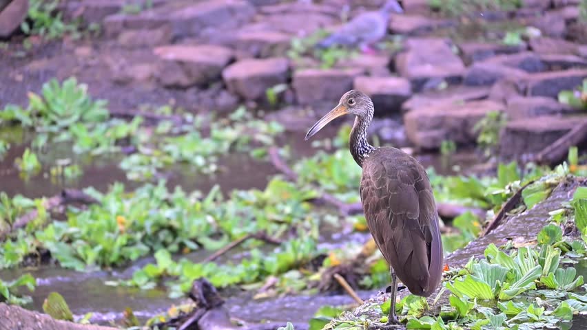 Limpkin (Aramus guarauna), a beautiful Limpkin (Aramus guarauna) in its natural habitat, a beautiful and calm lake at sunrise in Brazil, 4k slow motion video.