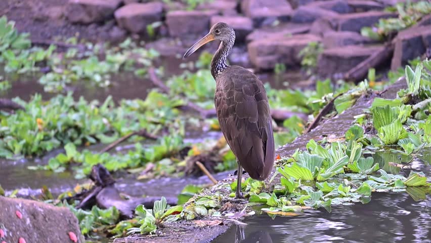Limpkin (Aramus guarauna), a beautiful Limpkin (Aramus guarauna) in its natural habitat, a beautiful and calm lake at sunrise in Brazil, 4k slow motion video.