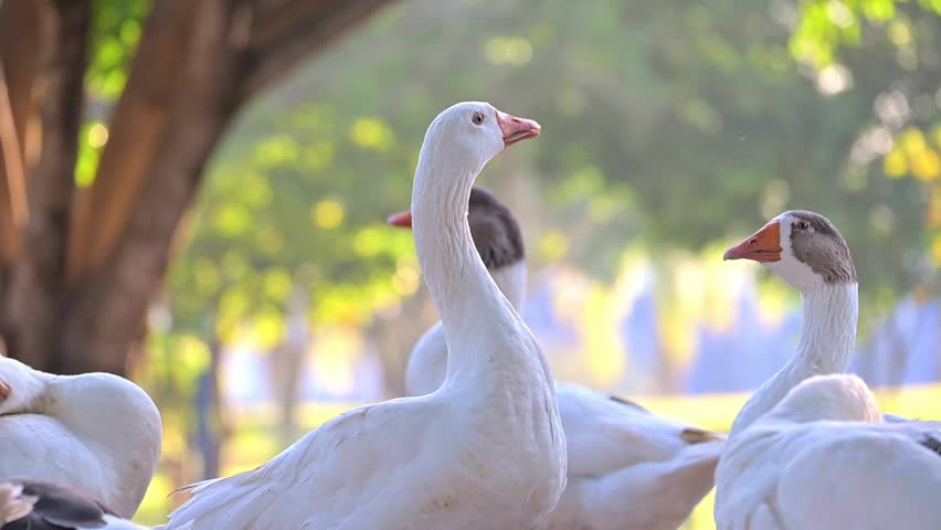 Beautiful geese, beautiful geese in a park at sunrise in Brazil, 4k slow-motion video.