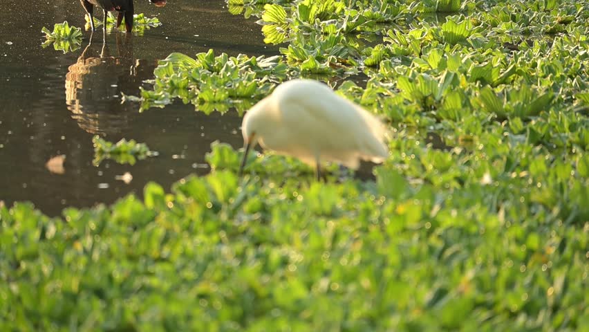 Great white heron, a beautiful white heron beside a lovely, calm lake at sunrise in Brazil, 4k slow-motion video.