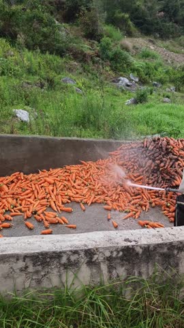 Spraying water on a large pile of fresh carrots to clean off soil at a farm