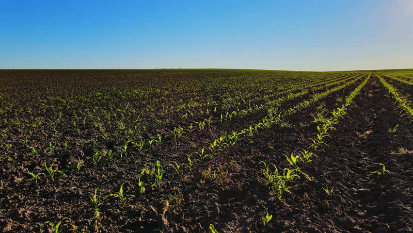 Green corn sprouts growing in a vast agricultural field under a clear blue sky, revealing rows of crops stretching to the horizon