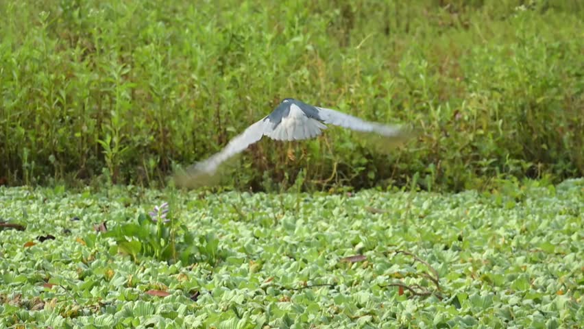 Sleepy heron flying over a lake, a beautiful sleepy heron flying over a calm lake in Brazil, 4k. Slow motion video.