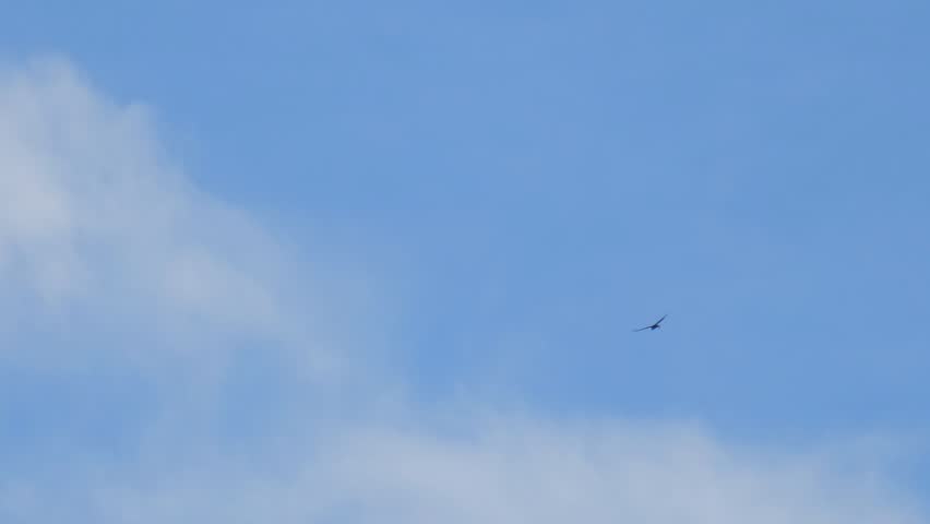 Vulture in flight, the beautiful and graceful flight of a vulture in a cloudy sky. 4k