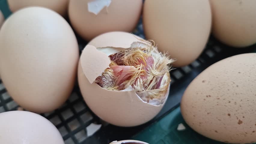 Close-up miracle of life as tiny chicks begin to hatch from their eggs in an incubator. Inside the cracked shells, wet downy feathers and small beaks are visible as the birds struggle to emerge