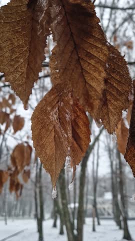 Frozen linden dried leaves and seeds hang from icy branches in a quiet, snow-covered park. Small icicles and glistening frost coat the delicate twigs, creating a somber yet beautiful winter scene