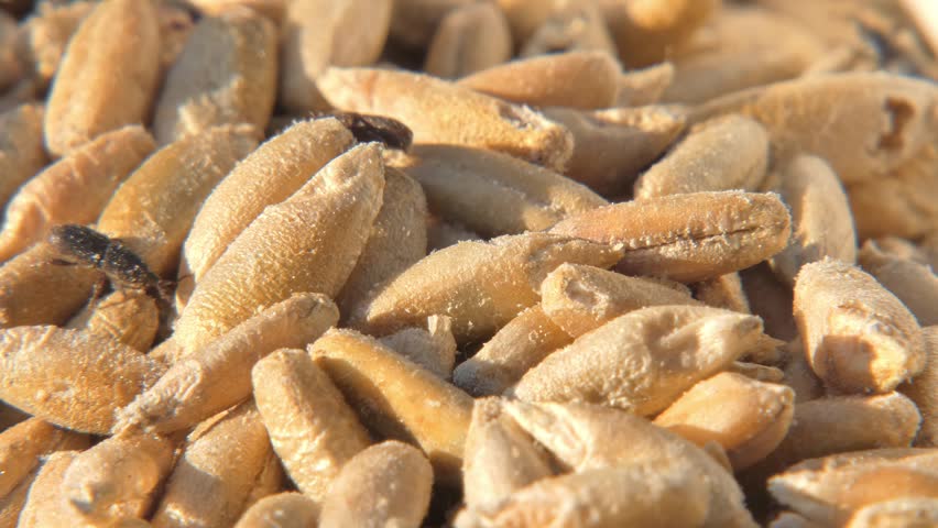 Grain weevils small brown beetles crawling on and inside damaged wheat seeds , close up. Stored product pest. Sunlight. Survival Instinct and Fragile Ecosystem.
