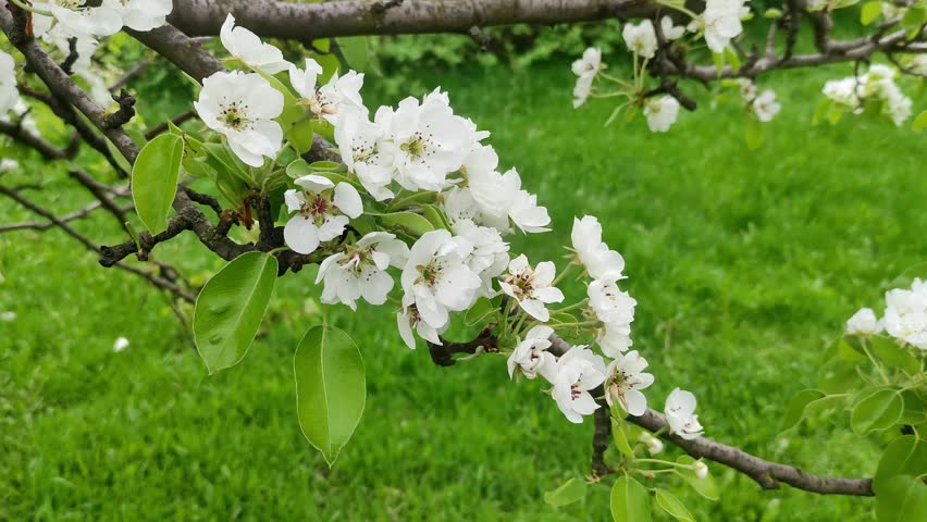 White apple blossoms on tree branch in spring garden with green grass background