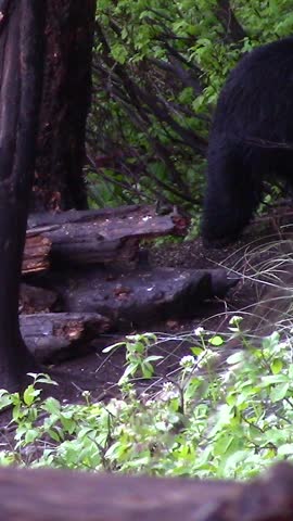 Idaho mountain black bear up close 