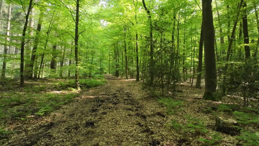 Sunlit view of a lush deciduous forest in spring, featuring vibrant green beech leaves, slender tree trunks, and a forest floor covered in dry foliage and fresh grass.