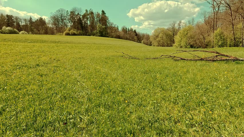 Spring on the forest meadow, fresh grass, sunny sky