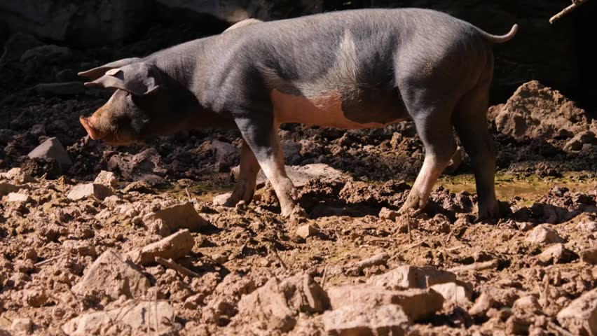 Close-Up of Domestic Pig on Farm in 4K Resolution