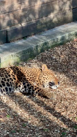 A spotted leopard lies calmly on the ground, basking in the sun within its wooden-walled habitat at a wildlife park.