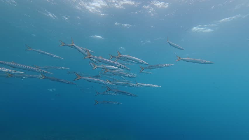 Little school of barracuda fish in cristal sea water