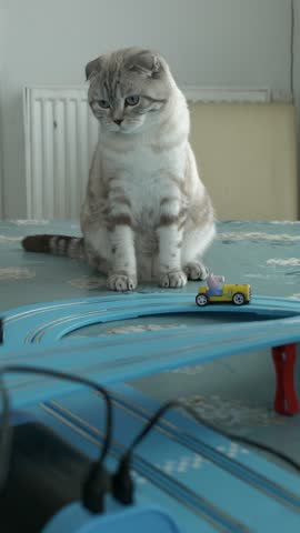 Curious tabby cat watches toy car race on blue slot car track