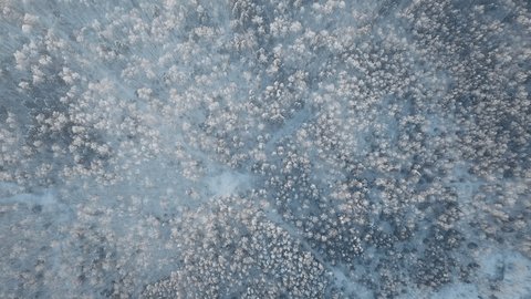 Drone Flying Forward above Snowy Forest Fog