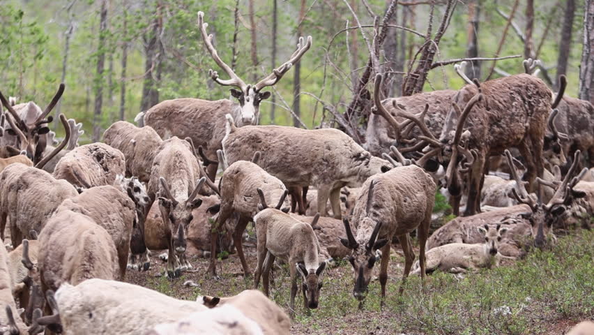 Large reindeer herd grazing in a forest clearing KHMAO Russia