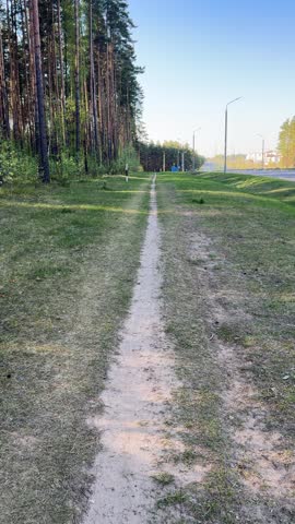 A narrow dirt path running through a grassy roadside next to a pine forest, a quiet outdoor walking route.