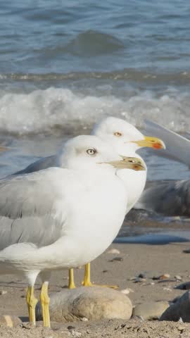 Vertical close-up of two white seagulls standing on a sandy beach with blue ocean waves crashing behind.
