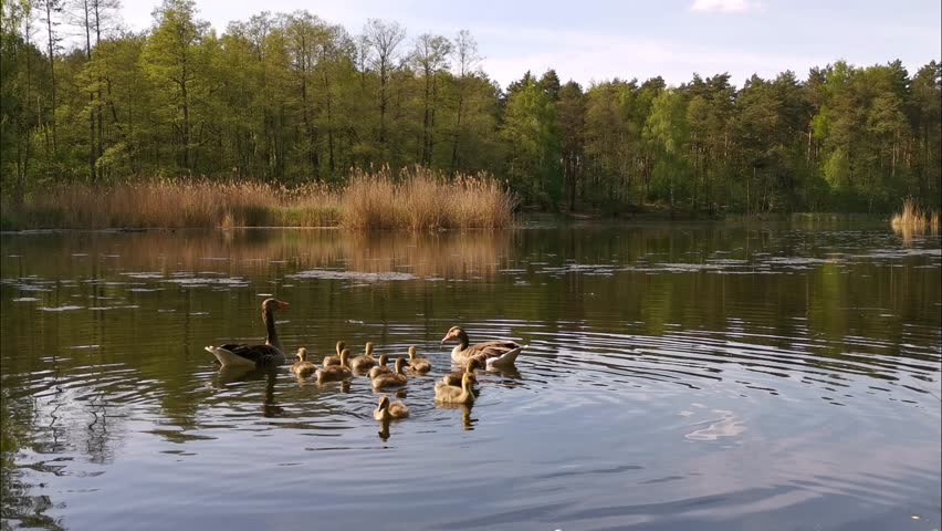 Wild Geese Swimming on Lake with Goslings in Natural Habitat