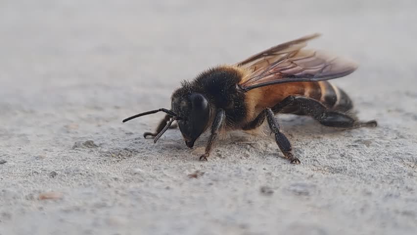 Macro closeup of a bee resting on a light surface, showing detailed anatomy with black and yellow striped abdomen, translucent wings, fine body hairs, segmented legs, and antennae. The image highlights the delicate structure and intricate details of this important pollinator insect.
