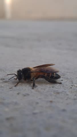 Macro closeup of a bee resting on a light surface, showing detailed anatomy with black and yellow striped abdomen, translucent wings, fine body hairs, segmented legs, and antennae. The image highlights the delicate structure and intricate details of this important pollinator insect.
