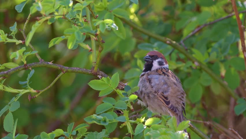 Sparrow sits on a branch

