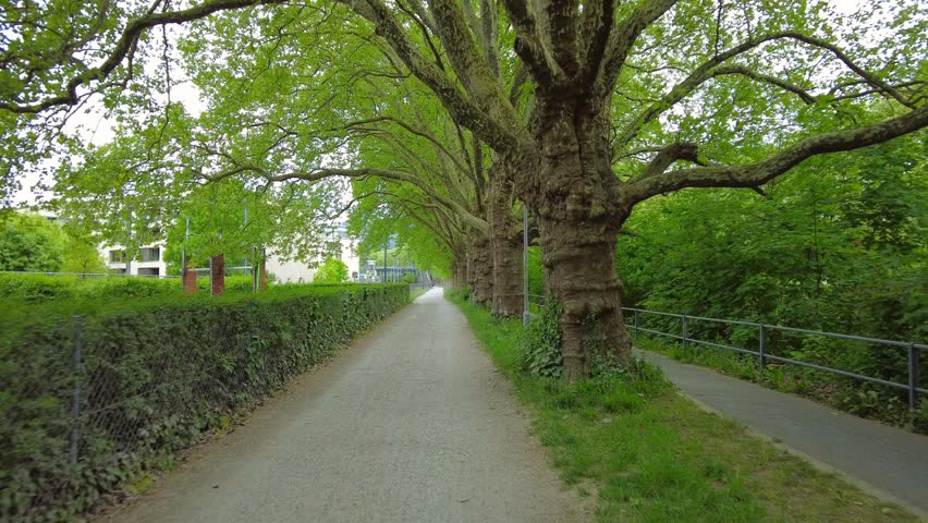 Long alley of majestic plane trees in a Zurich public park
