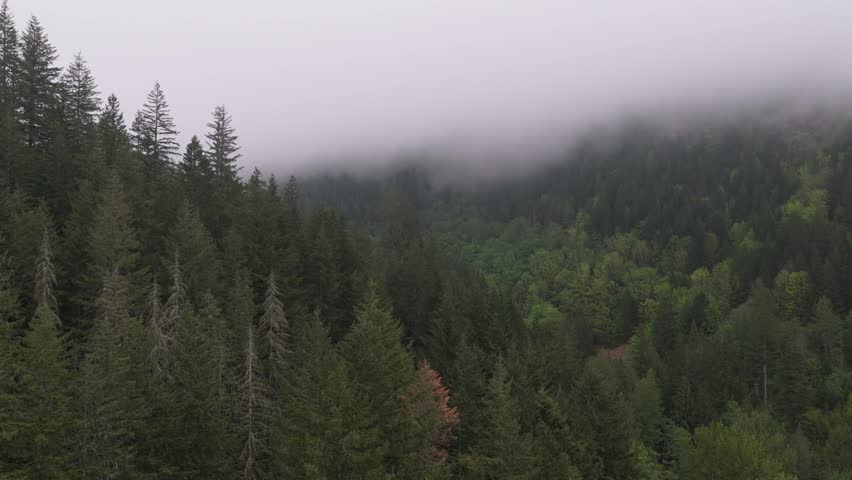 Misty Forest Landscape in British Columbia, Canada, with Fog Rolling Through Evergreen Trees