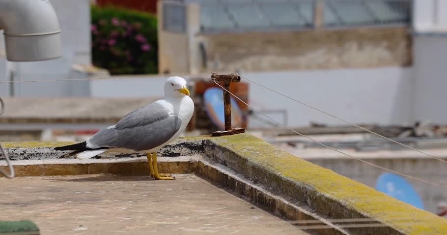 Close up of Seagull in the port of Essaouira Morocco