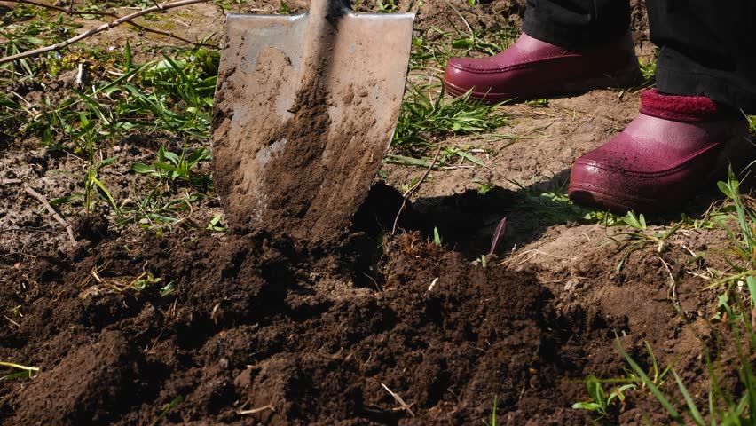 A person will dig up a piece of land in the garden with a shovel. Preparing the site for planting vegetables. Work on a personal plot.