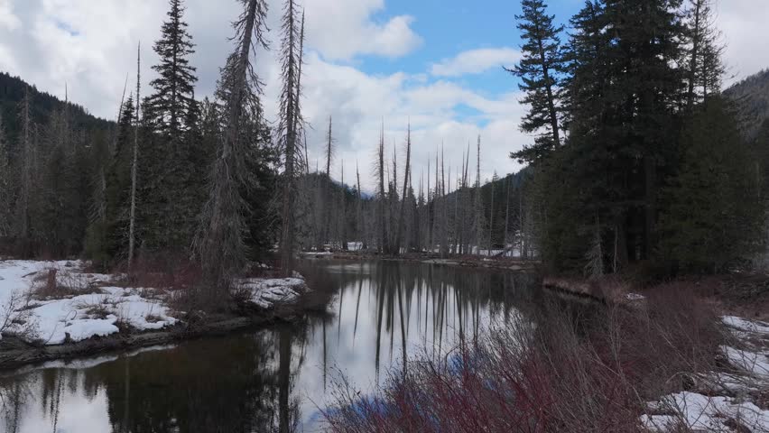 Serene Winter Lake Reflections in a British Columbia Forest with Bare Trees and Snow