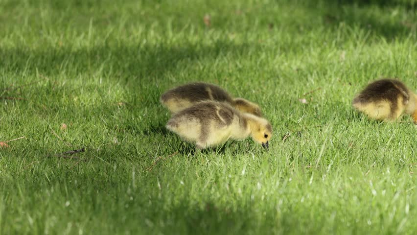 Fluffy yellow-green Canada goose goslings graze and peck at fresh green grass in soft natural daylight, perfect for spring and wildlife themes.