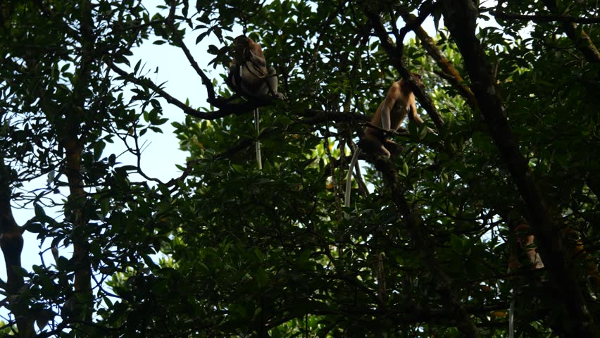 proboscis monkey moving  on the tree. selective focus.