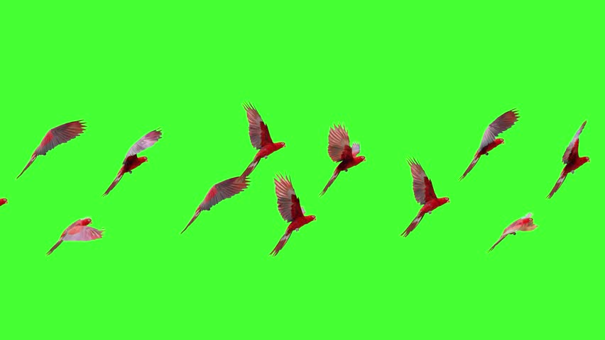 A group of red and pink parrots in flight with realistic wing movements. This 3D animation on a chroma key background is ideal for nature documentaries, tropical themes, and travel content.