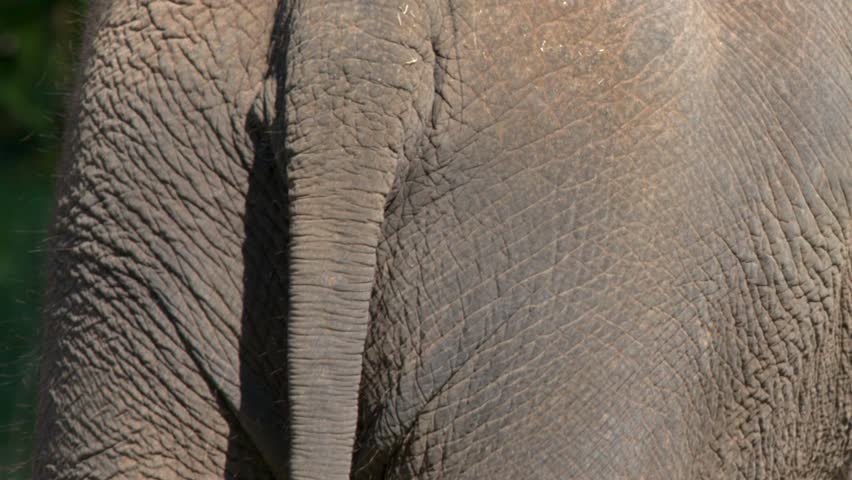 Detailed close-up shot of an Asian elephant