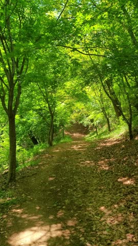 4K vertical stock footage of forest walking path with green leaves rustling in the wind. Captured in May at a serene botanical park with beautiful spring nature scenery.