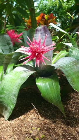 4K vertical stock footage of vibrant red flower of aechmea fasciata bromeliad plant. Captured in May at a serene botanical park with beautiful spring nature scenery.