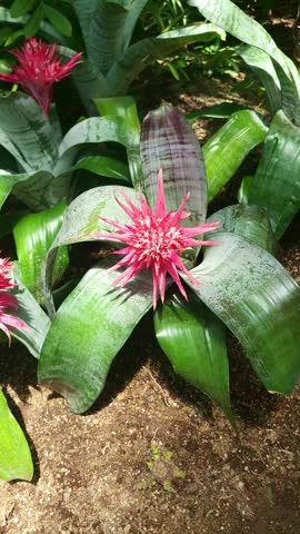4K vertical stock footage of exotic red tropical flower aechmea fasciata blooming in greenhouse. Captured in May at a serene botanical park with beautiful spring nature scenery.