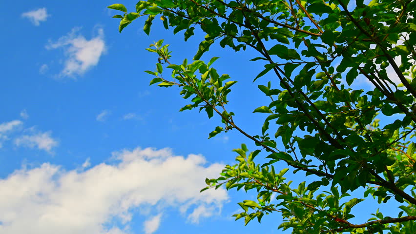 Blue sky, white clouds, and lush green trees