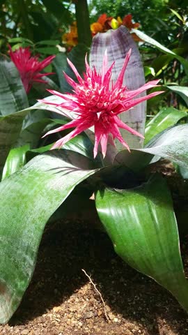 4K vertical stock footage of close-up of unique red aechmea fasciata flower in botanical garden. Captured in May at a serene botanical park with beautiful spring nature scenery.