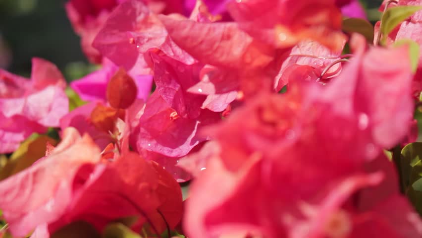 A detailed close up of vibrant pink paper flowers or Bougainvillea glabra blooming in a garden.